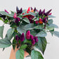 Bilde av Capsicum ‘Maya Fuego’-Spanne Plantesalg