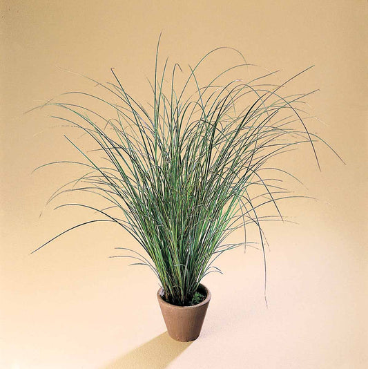 Bilde av Carex brunnea 'Variegata'-Spanne Plantesalg