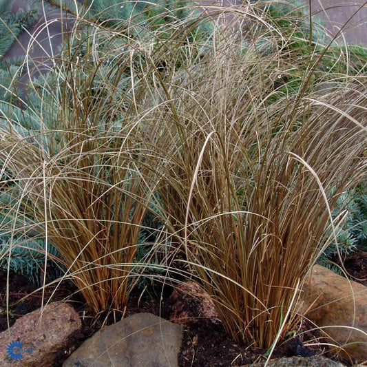 Bilde av Carex comans 'Bronze Form'-Spanne Plantesalg