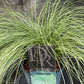 Bilde av Carex comans 'Frosted Curls'-Spanne Plantesalg