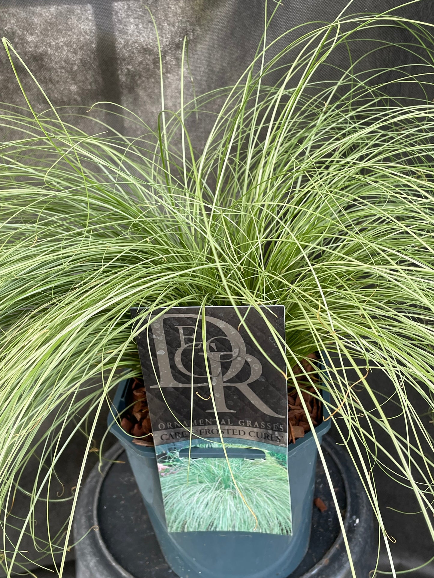 Bilde av Carex comans 'Frosted Curls'-Spanne Plantesalg