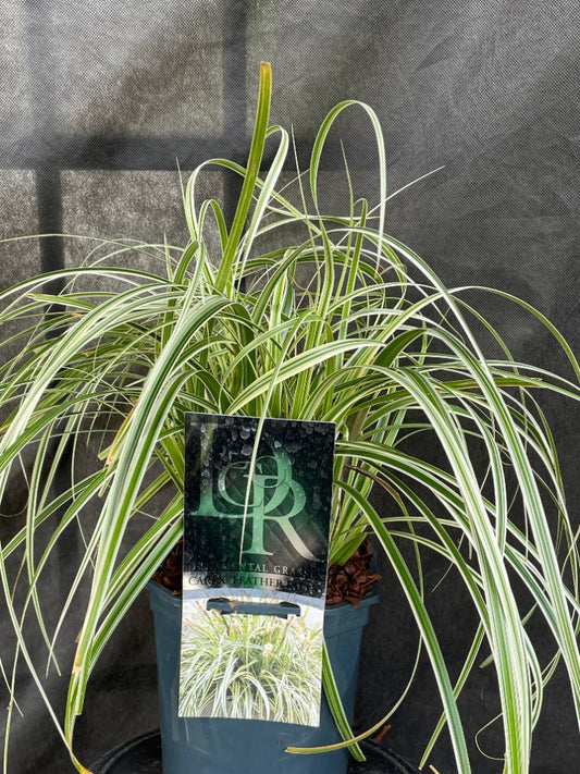 Bilde av Carex 'Feather Falls'-Spanne Plantesalg