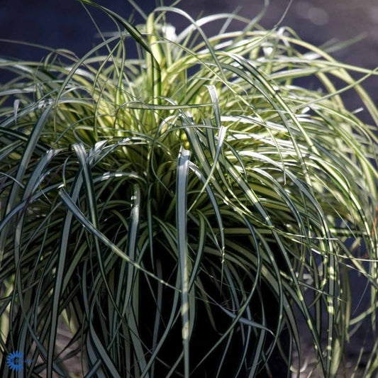 Bilde av Carex oshim. 'Evergold'-Spanne Plantesalg