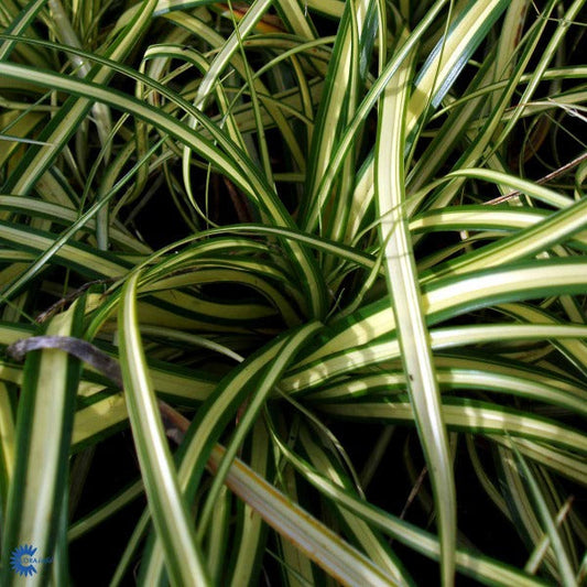 Bilde av Carex oshim. 'Evergold'-Spanne Plantesalg