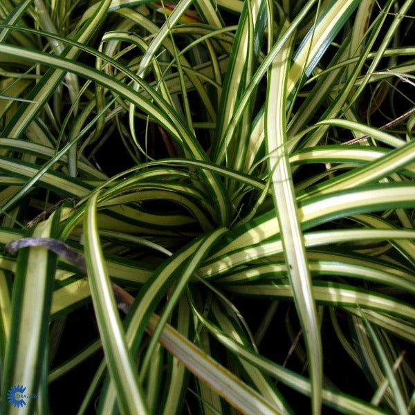 Bilde av Carex oshim. 'Evergold'-Spanne Plantesalg