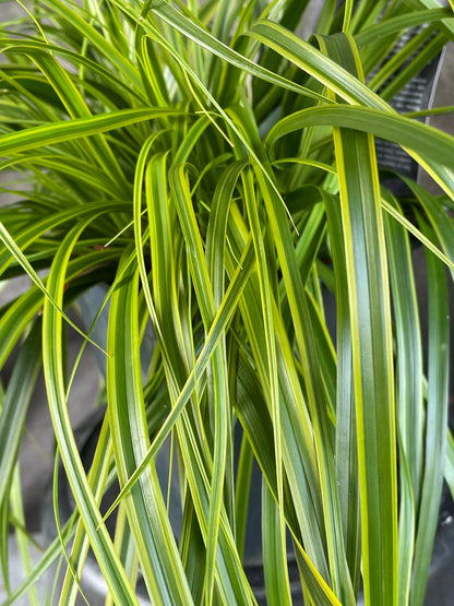 Bilde av Carex oshim. 'Everlime'-Spanne Plantesalg