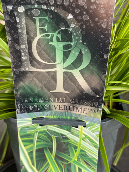 Bilde av Carex oshim. 'Everlime'-Spanne Plantesalg