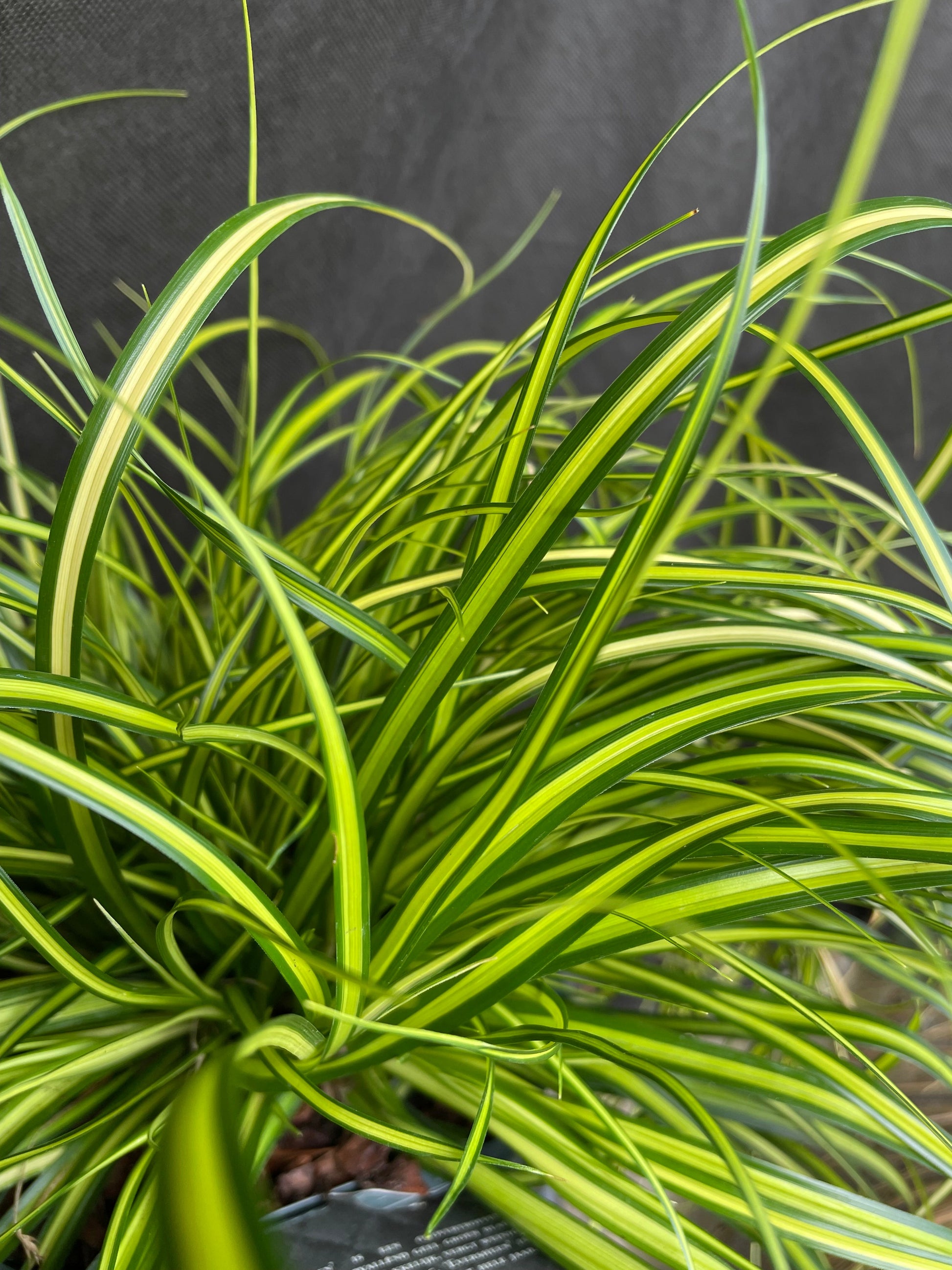 Bilde av Carex oshim. 'Eversheen'-Spanne Plantesalg