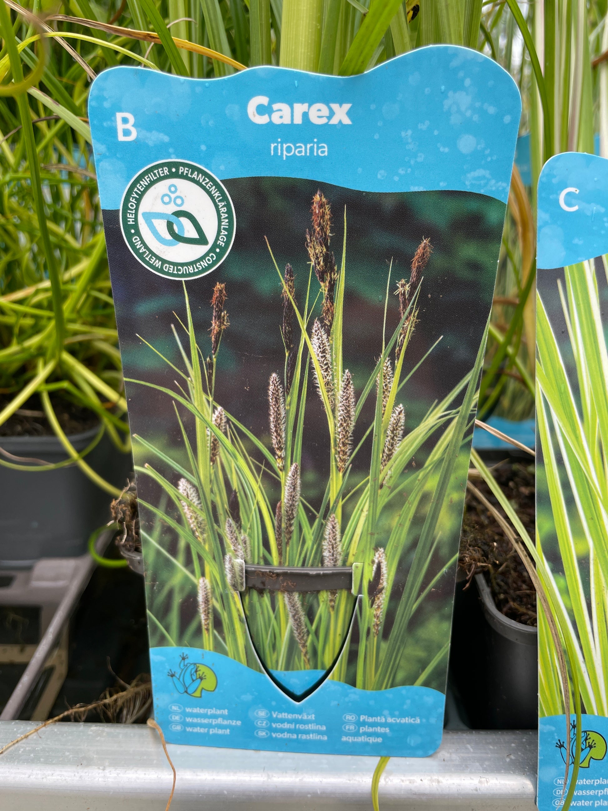 Bilde av Carex riparia-Spanne Plantesalg