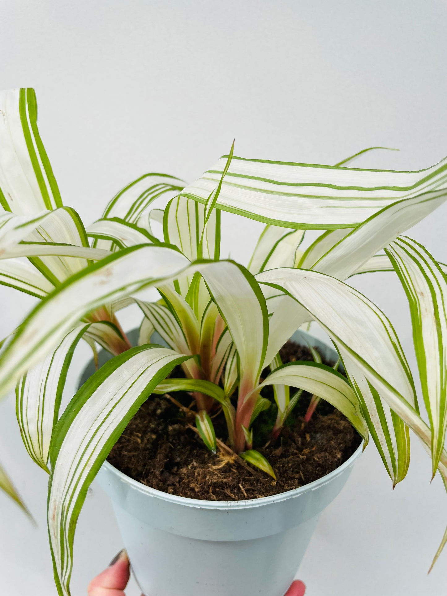 Bilde av Carex siderostica ‘Shiro’-Spanne Plantesalg