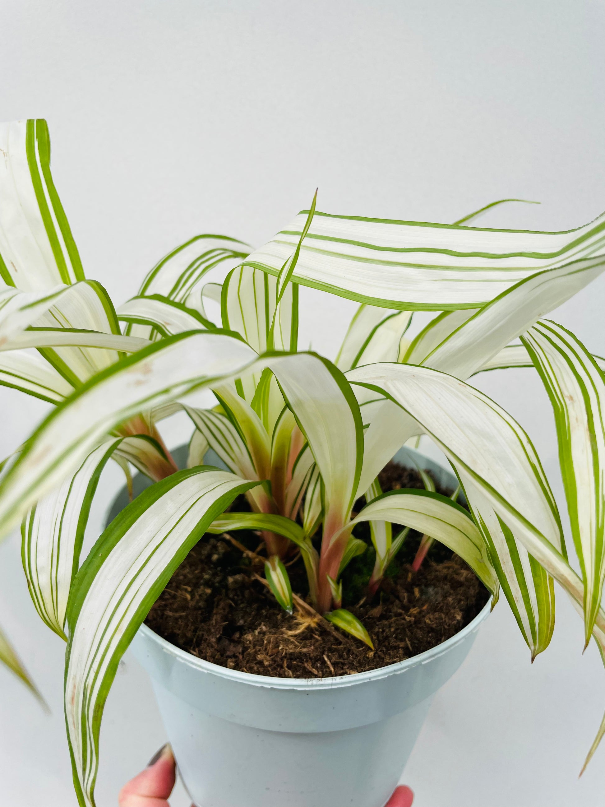 Bilde av Carex siderostica ‘Shiro’-Spanne Plantesalg