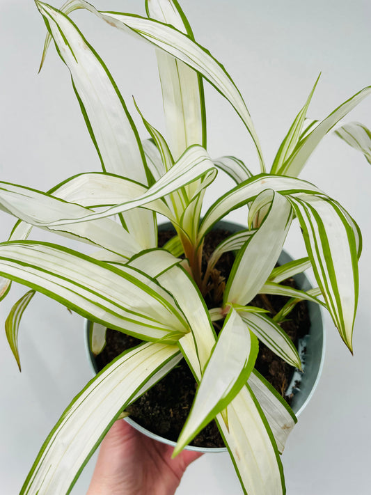 Bilde av Carex siderostica ‘Shiro’-Spanne Plantesalg