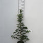 Bilde av Carpinus Betulus-Spanne Plantesalg