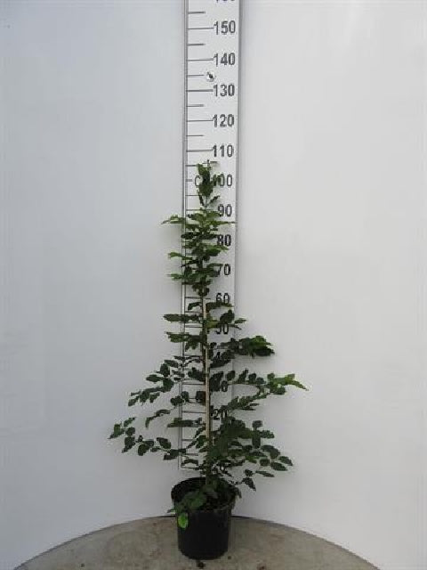 Bilde av Carpinus Betulus-Spanne Plantesalg