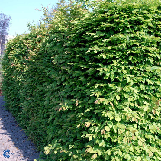 Bilde av Carpinus Betulus-Spanne Plantesalg