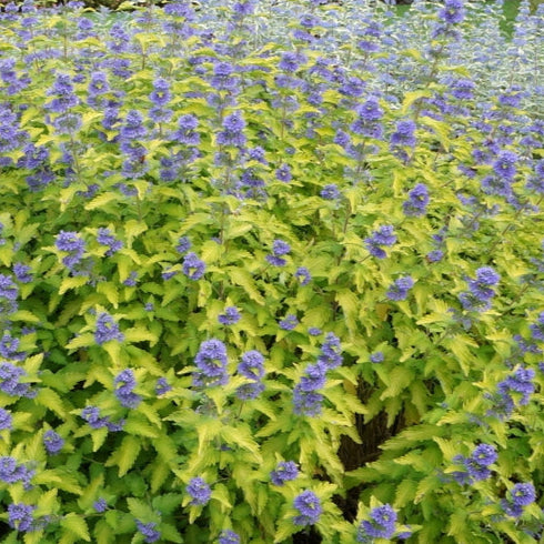 Bilde av Caryopteris cland. Hint of Gold-Spanne Plantesalg