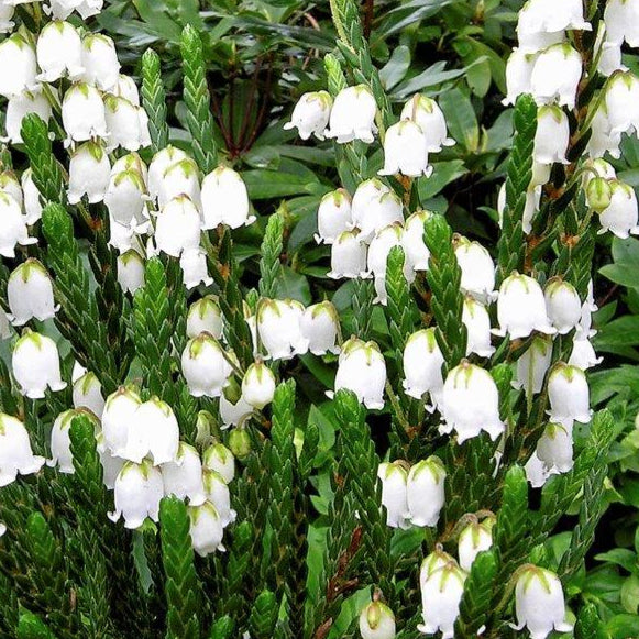 Bilde av CASSIOPE HYBRID 'EDINBURGH'-Spanne Plantesalg