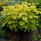 Bilde av Catalpa bignonioides 'Aurea'-Spanne Plantesalg