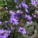 Bilde av Catananche caerulea-Spanne Plantesalg