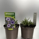 Bilde av Catananche caerulea-Spanne Plantesalg