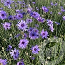 Bilde av Catananche caerulea-Spanne Plantesalg