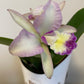 Bilde av Cattleya-Spanne Plantesalg