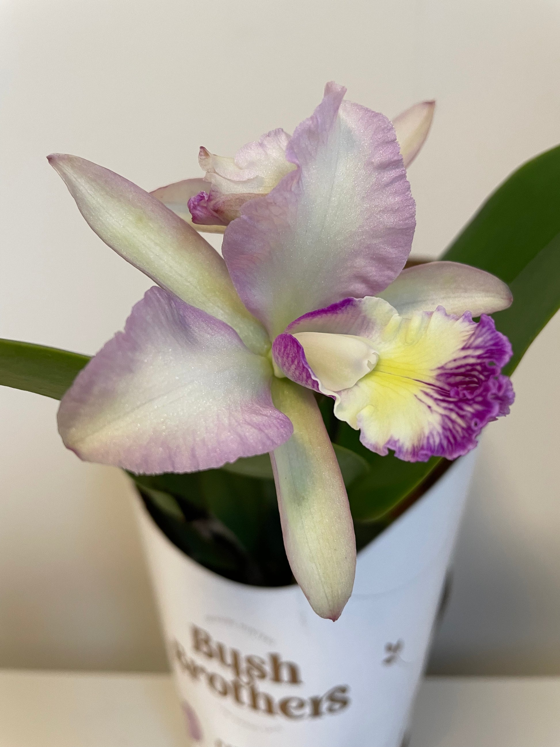 Bilde av Cattleya-Spanne Plantesalg
