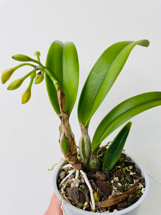 Bilde av Cattleya-Spanne Plantesalg