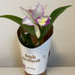 Bilde av Cattleya-Spanne Plantesalg