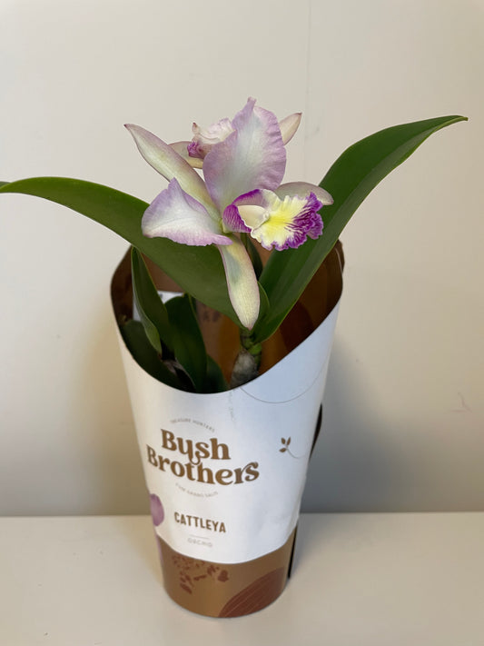 Bilde av Cattleya-Spanne Plantesalg