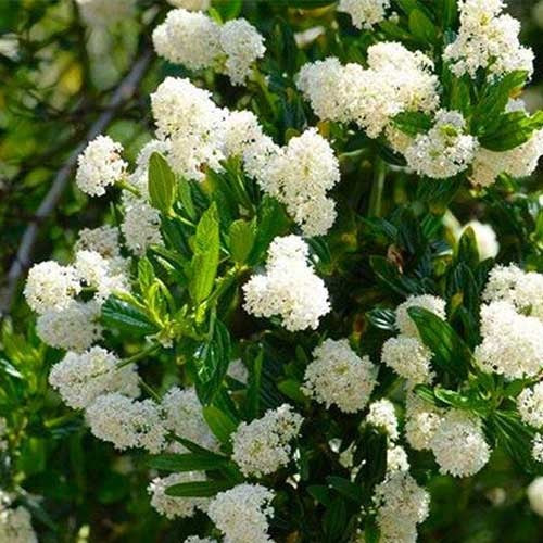 Bilde av CEANOTHUS THYRSIFLORUS MILLERTON POINT-Spanne Plantesalg