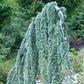 Bilde av Cedrus atl. 'Glauca Pendula'-Spanne Plantesalg