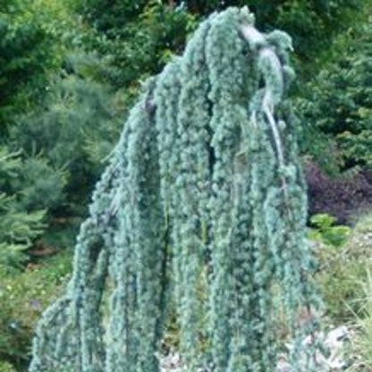 Bilde av Cedrus atl. 'Glauca Pendula'-Spanne Plantesalg