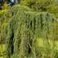 Bilde av Cedrus atl. 'Glauca Pendula'-Spanne Plantesalg