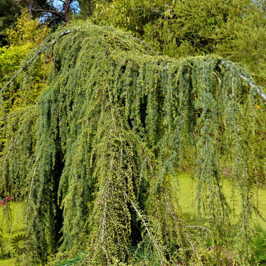 Bilde av Cedrus atl. 'Glauca Pendula'-Spanne Plantesalg
