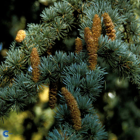 Bilde av CEDRUS ATLANTICA 'GLAUCA' 100 cm-Spanne Plantesalg