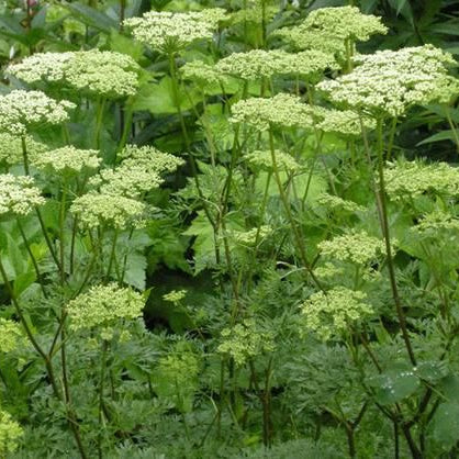 Bilde av CENOLOPHIUM DENUDATUM-Spanne Plantesalg