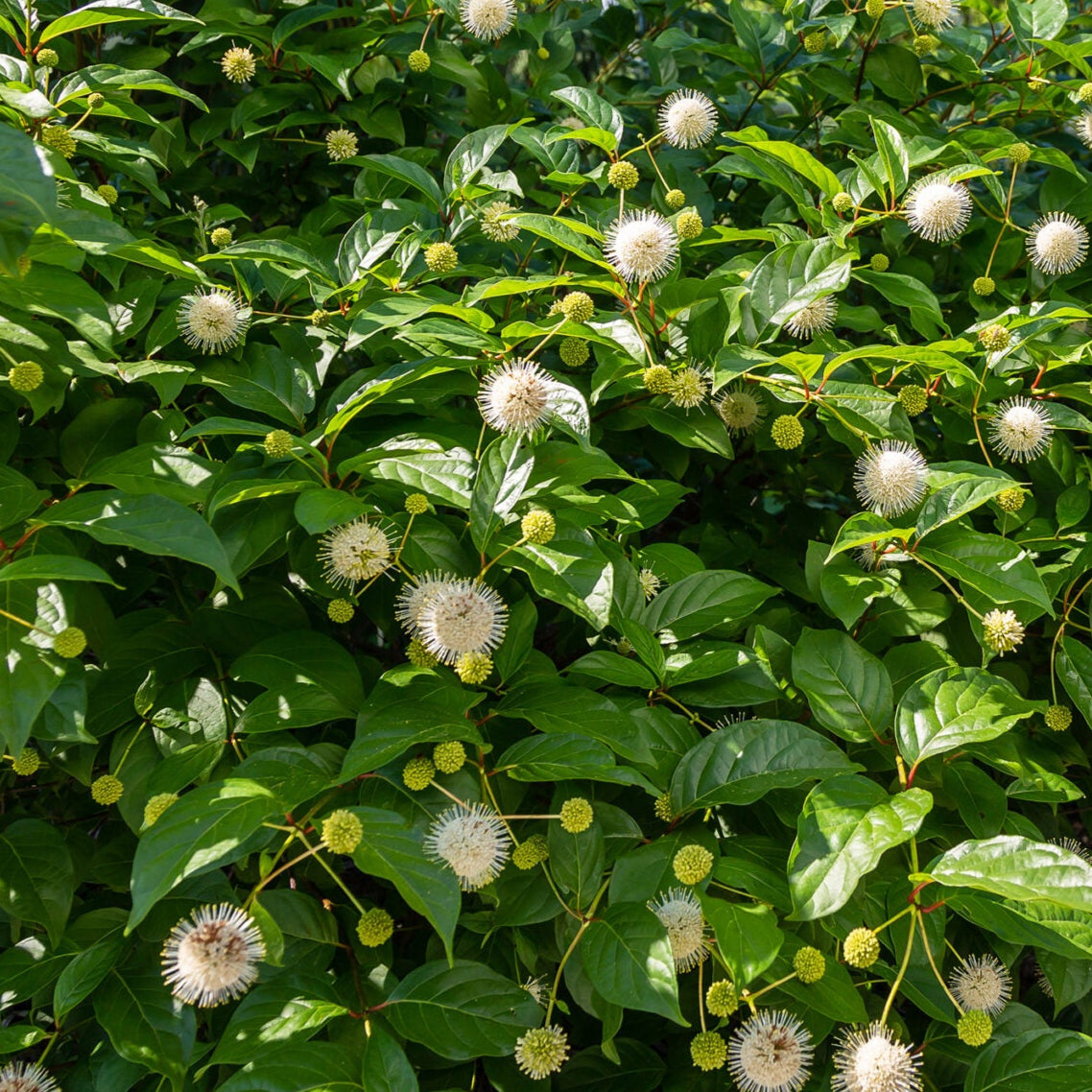 Bilde av Cephalanthus occ. Magical Moonlight-Spanne Plantesalg