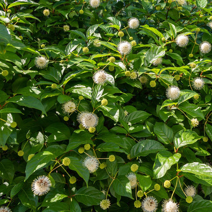 Bilde av Cephalanthus occ. Magical Moonlight-Spanne Plantesalg