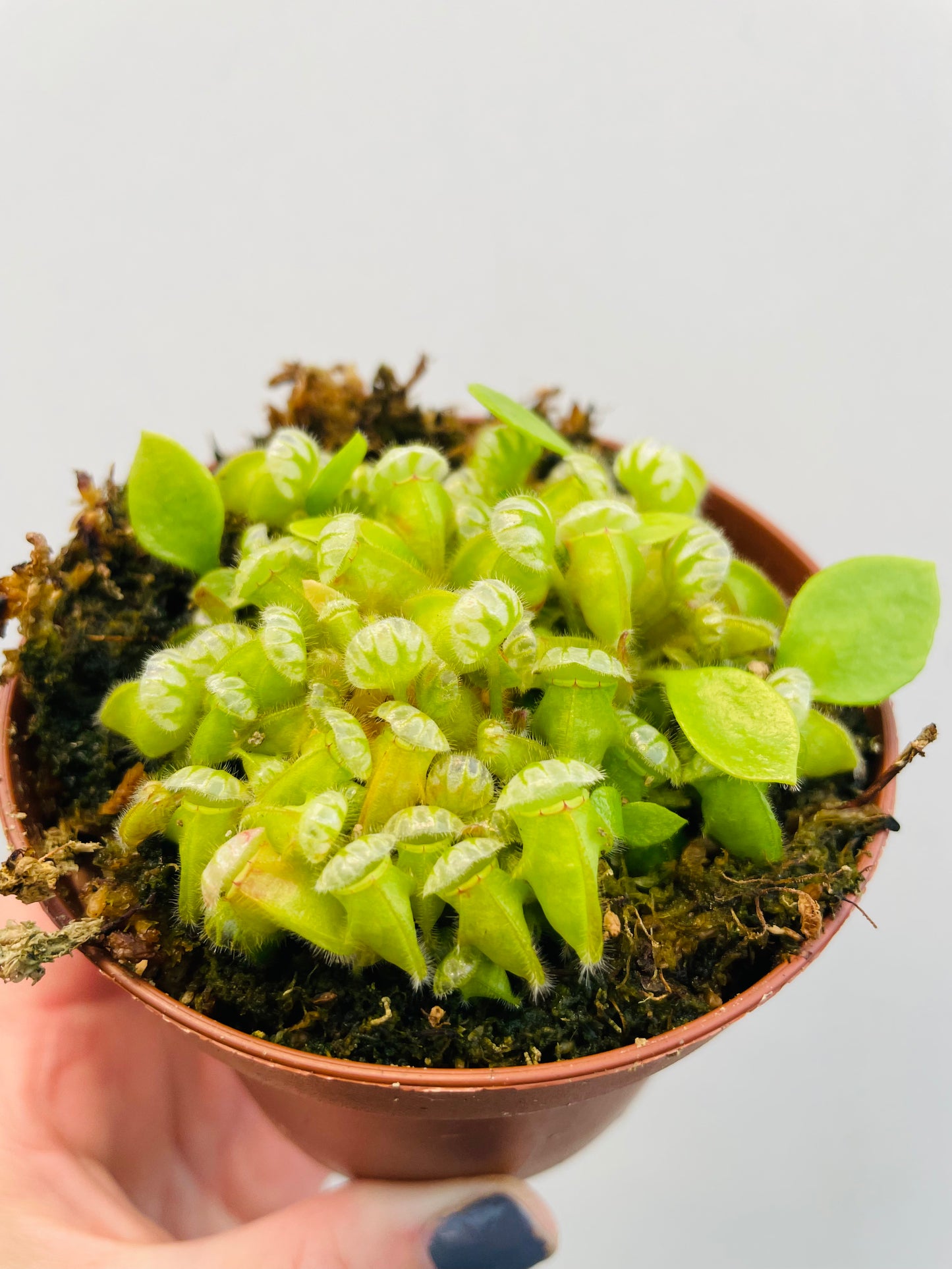 Bilde av Cephalotus follicularis-Spanne Plantesalg