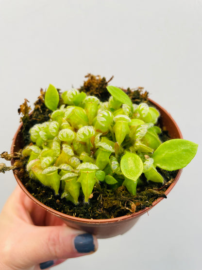 Bilde av Cephalotus follicularis-Spanne Plantesalg