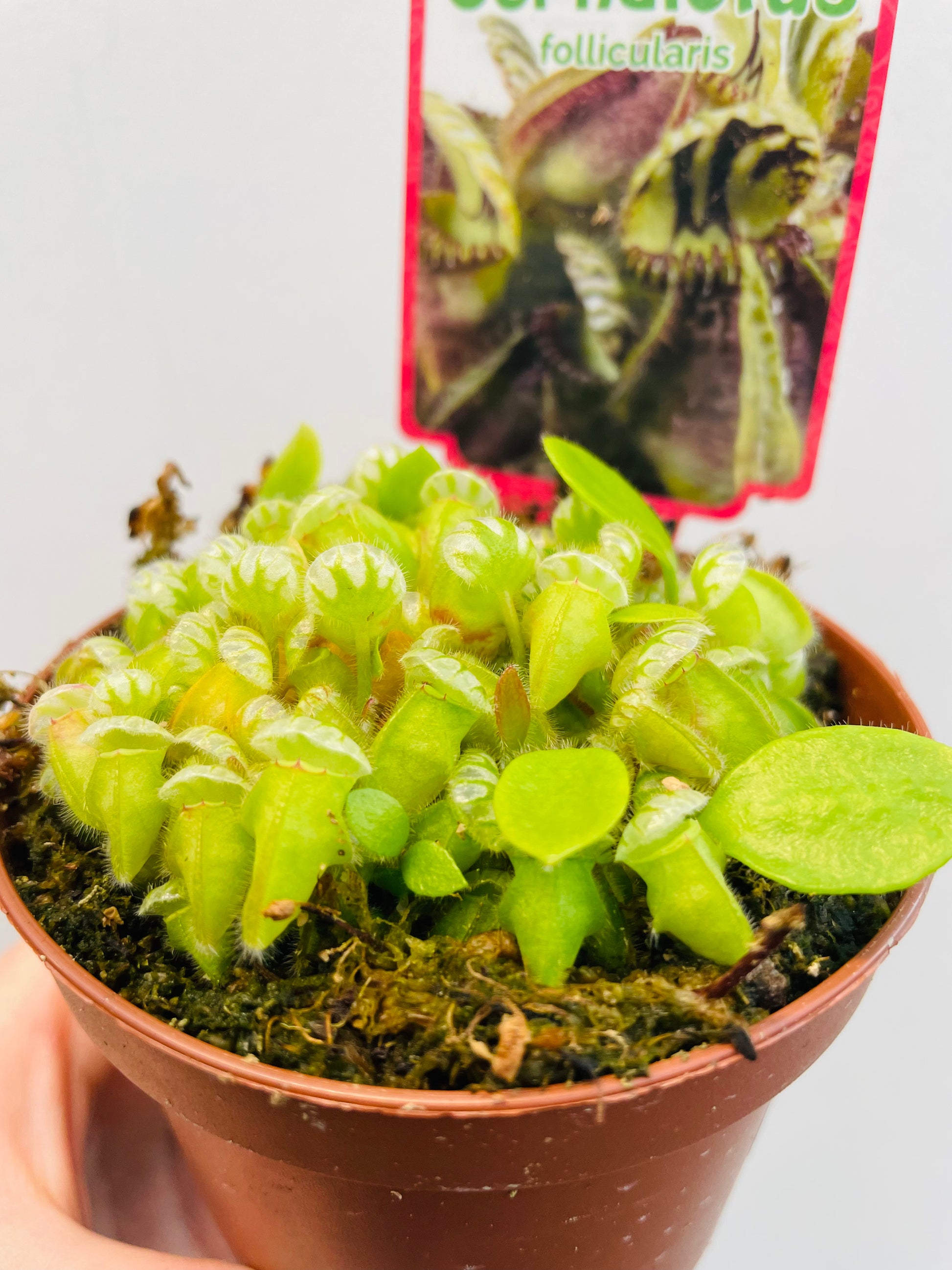 Bilde av Cephalotus follicularis-Spanne Plantesalg