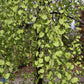Bilde av Cercidiphyllum japonicum 'Pendula'-Spanne Plantesalg