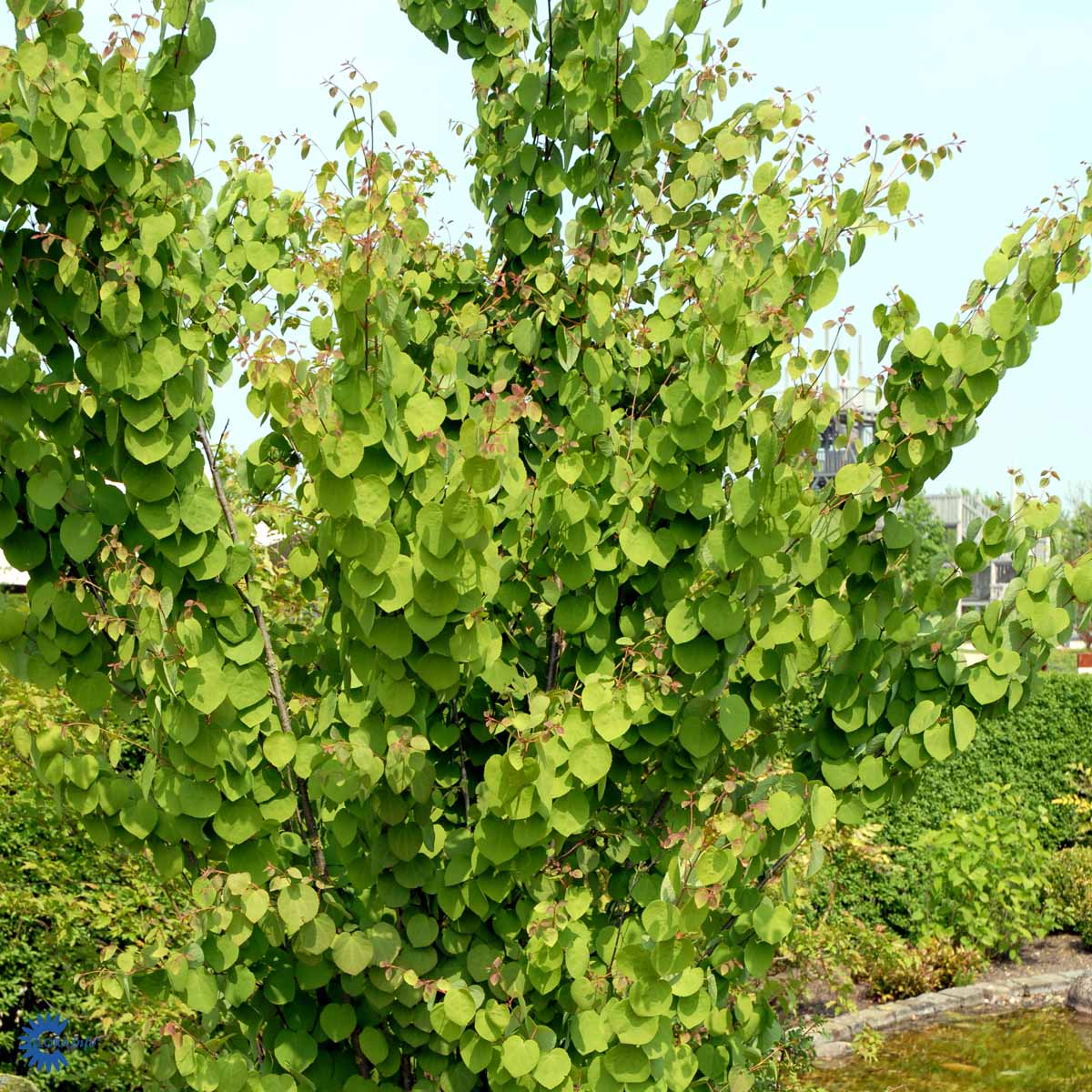 Bilde av Cercidiphyllum japonicum-Spanne Plantesalg