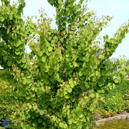 Bilde av Cercidiphyllum japonicum-Spanne Plantesalg