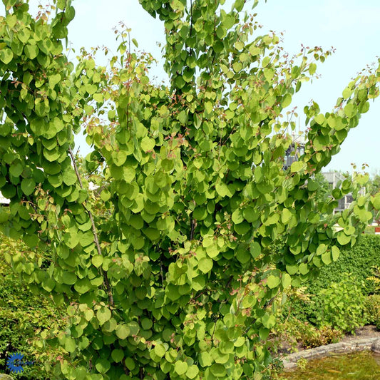 Bilde av Cercidiphyllum japonicum-Spanne Plantesalg