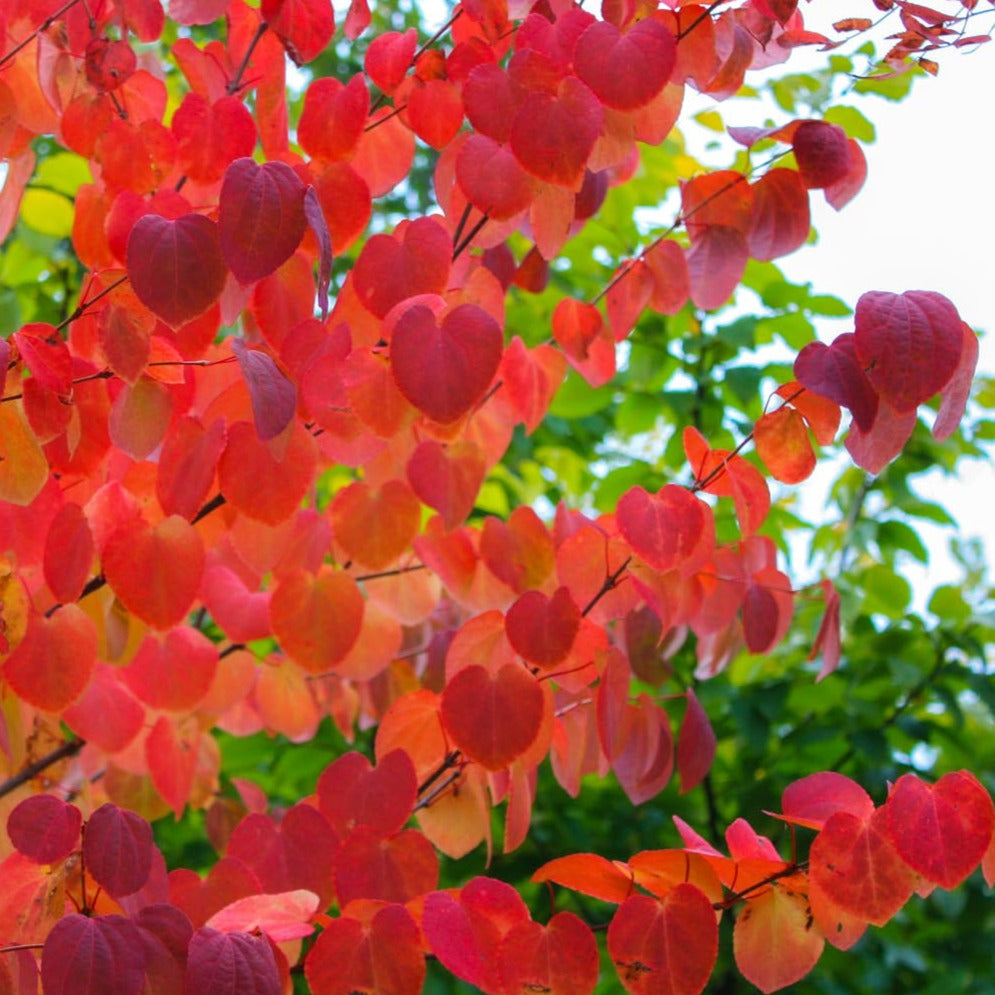 Bilde av Cercidiphyllum japonicum Gøteborg-Spanne Plantesalg