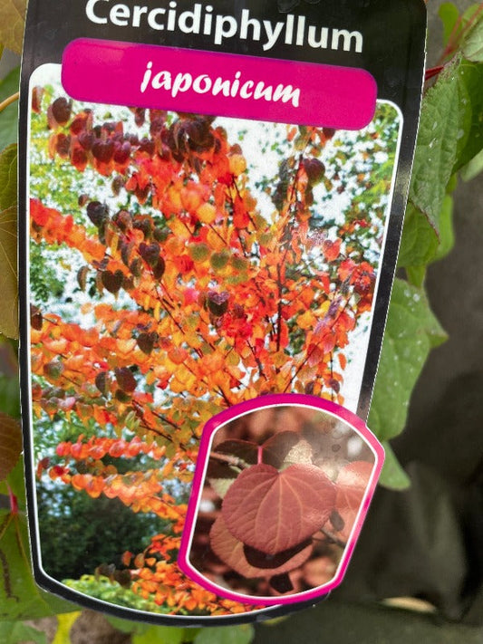 Bilde av Cercidiphyllum japonicum-Spanne Plantesalg