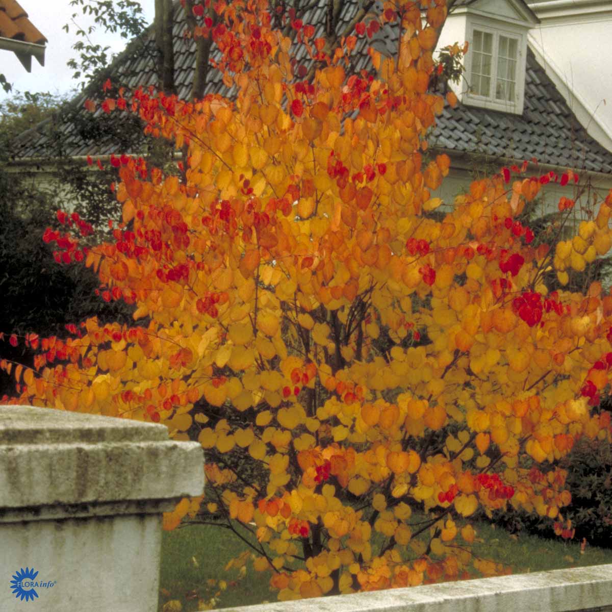 Bilde av Cercidiphyllum japonicum-Spanne Plantesalg