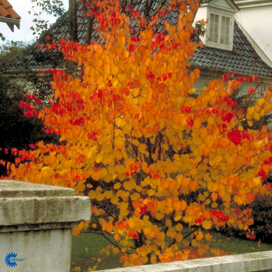 Bilde av Cercidiphyllum japonicum-Spanne Plantesalg
